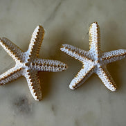 Starfish Earrings